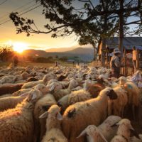 Géobiologie et Animaux : Une Relation Étroite pour un Équilibre Naturel