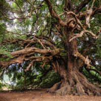 Les Arbres et la Géobiologie : La Sagesse Ancienne et les Énergies de la Terre